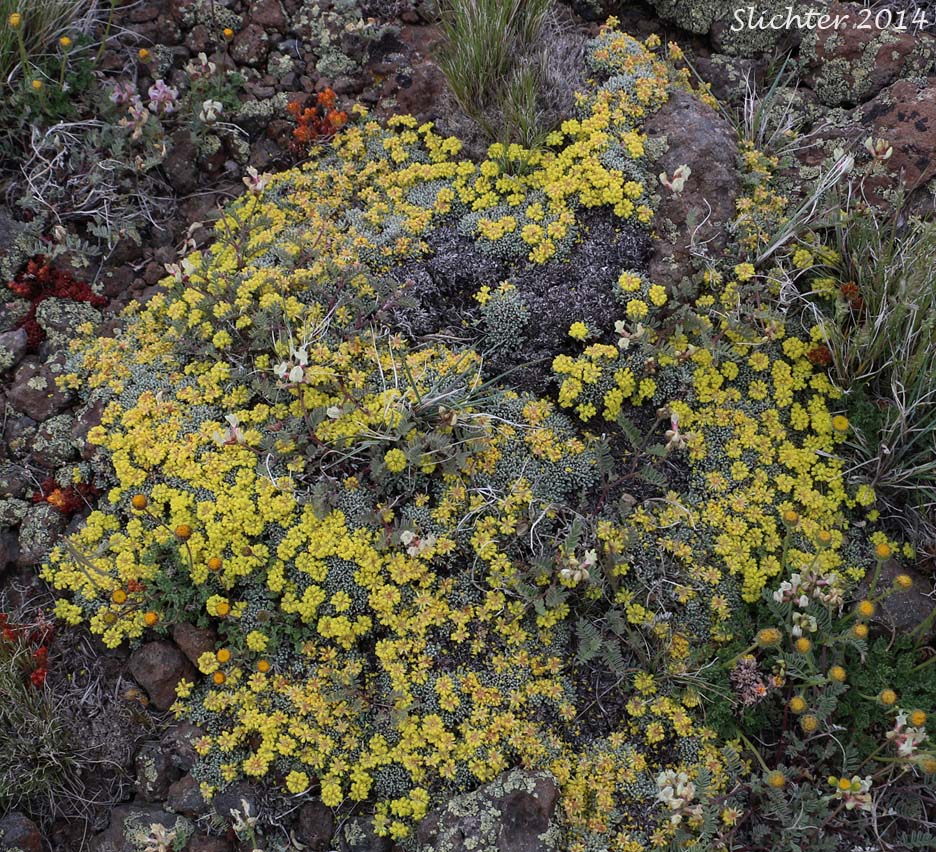 Mat Buckwheat, Matted Buckwheat, Matted Wild Buckwheat: Eriogonum caespitosum (Synonyms: Eriogonum cespitosum, Eriogonum sphaerocephalum var. sericoleucum)