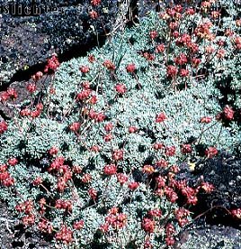Mat Buckwheat, Matted Wild Buckwheat: Eriogonum caespitosum (Synonyms: Eriogonum cespitosum, Eriogonum sphaerocephalum var. sericoleucum)