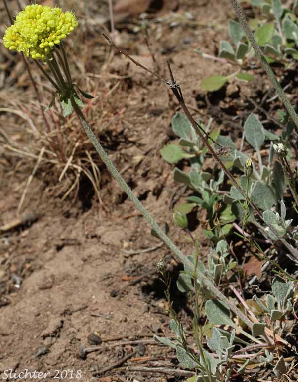 Arrowleaf Buckwheat, Heart-leaf Buckwheat, Northern Buckwheat: Eriogonum compositum var. compositum (Synonyms: Eriogonum compositum var. citrinum, Eriogonum compositum var. pilicaule, Eriogonum johnstonii, Eriogonum pilicaule)