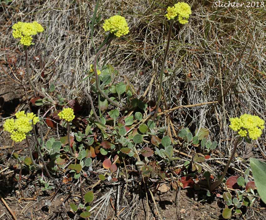 Arrowleaf Buckwheat, Heart-leaf Buckwheat, Northern Buckwheat: Eriogonum compositum var. compositum (Synonyms: Eriogonum compositum var. citrinum, Eriogonum compositum var. pilicaule, Eriogonum johnstonii, Eriogonum pilicaule)