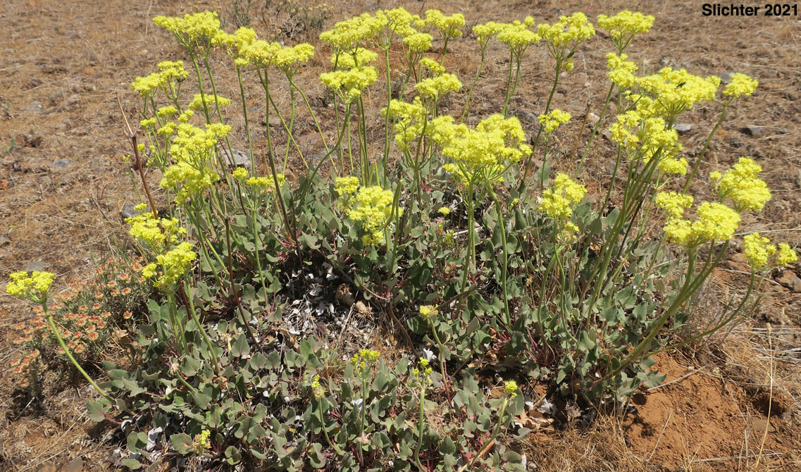 Arrowleaf Buckwheat, Heart-leaf Buckwheat, Northern Buckwheat: Eriogonum compositum var. compositum (Synonyms: Eriogonum compositum var. citrinum, Eriogonum compositum var. pilicaule, Eriogonum johnstonii, Eriogonum pilicaule)