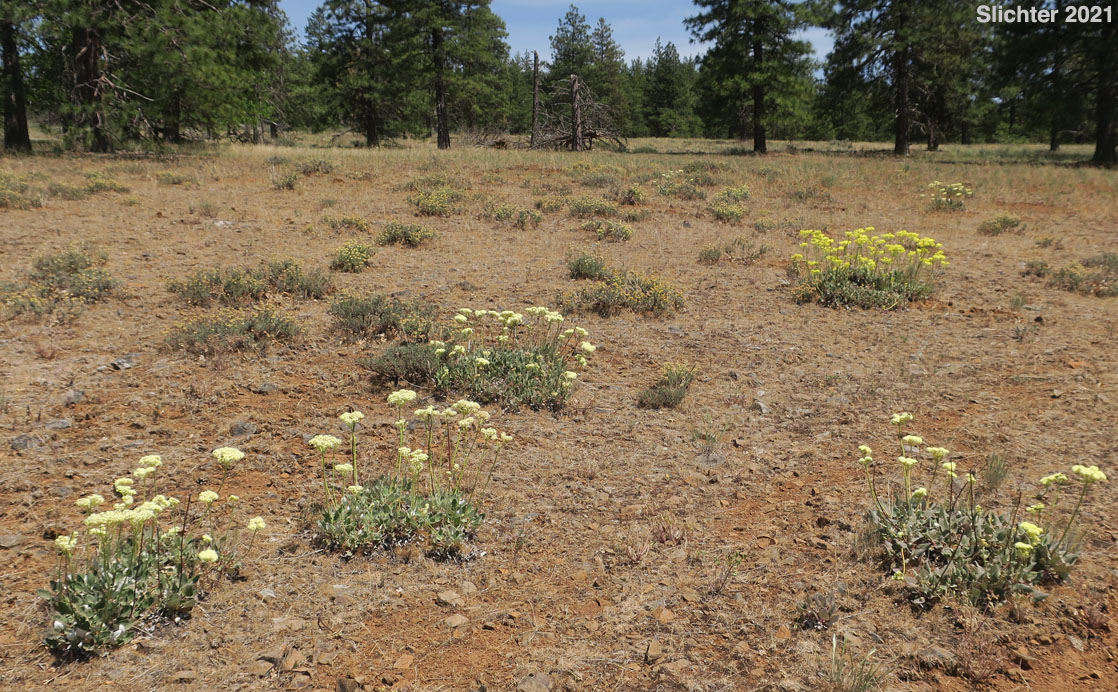 Arrowleaf Buckwheat, Heart-leaf Buckwheat, Northern Buckwheat: Eriogonum compositum var. compositum (Synonyms: Eriogonum compositum var. citrinum, Eriogonum compositum var. pilicaule, Eriogonum johnstonii, Eriogonum pilicaule)