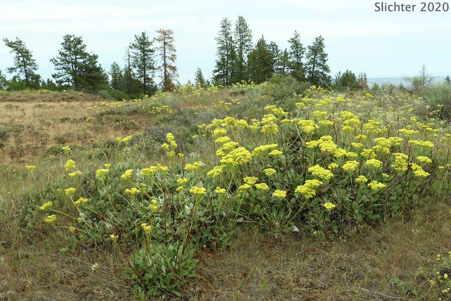 Arrowleaf Buckwheat, Heart-leaf Buckwheat, Northern Buckwheat: Eriogonum compositum var. compositum (Synonyms: Eriogonum compositum var. citrinum, Eriogonum compositum var. pilicaule, Eriogonum johnstonii, Eriogonum pilicaule)