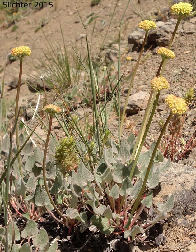 Arrowleaf Buckwheat, Heart-leaf Buckwheat, Northern Buckwheat: Eriogonum compositum var. compositum (Synonyms: Eriogonum compositum var. citrinum, Eriogonum compositum var. pilicaule, Eriogonum johnstonii, Eriogonum pilicaule)