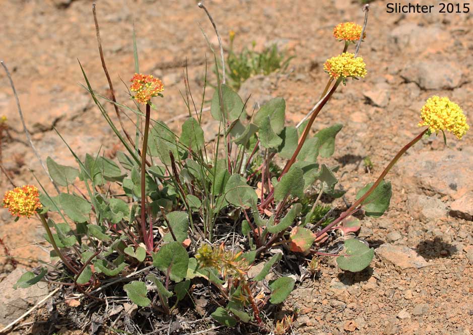 Arrowleaf Buckwheat, Heart-leaf Buckwheat, Northern Buckwheat: Eriogonum compositum var. compositum (Synonyms: Eriogonum compositum var. citrinum, Eriogonum compositum var. pilicaule, Eriogonum johnstonii, Eriogonum pilicaule)