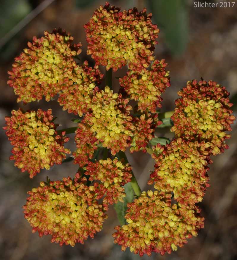 Inflorescence of Arrowleaf Buckwheat, Heart-leaf Buckwheat, Northern Buckwheat: Eriogonum compositum var. compositum (Synonyms: Eriogonum compositum var. citrinum, Eriogonum compositum var. pilicaule, Eriogonum johnstonii, Eriogonum pilicaule)