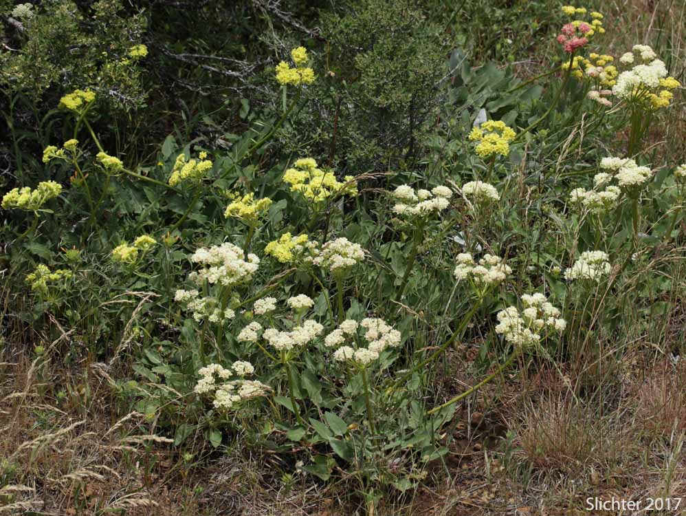 Arrowleaf Buckwheat, Heart-leaf Buckwheat, Northern Buckwheat: Eriogonum compositum var. compositum (Synonyms: Eriogonum compositum var. citrinum, Eriogonum compositum var. pilicaule, Eriogonum johnstonii, Eriogonum pilicaule)