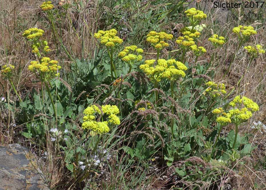 Arrowleaf Buckwheat, Heart-leaf Buckwheat, Northern Buckwheat: Eriogonum compositum var. compositum (Synonyms: Eriogonum compositum var. citrinum, Eriogonum compositum var. pilicaule, Eriogonum johnstonii, Eriogonum pilicaule)