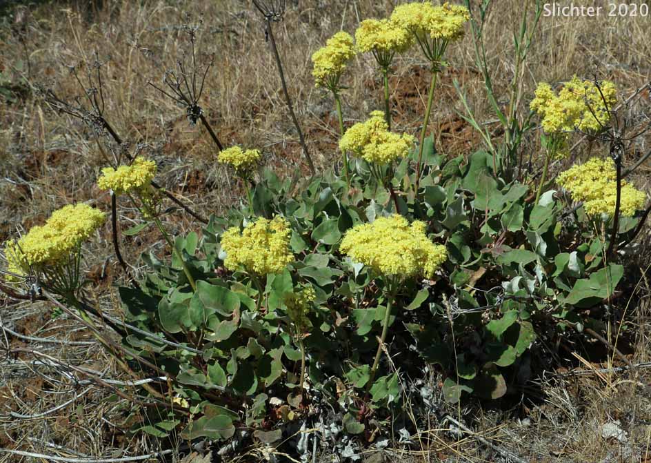 Arrowleaf Buckwheat, Heart-leaf Buckwheat, Northern Buckwheat: Eriogonum compositum var. compositum (Synonyms: Eriogonum compositum var. citrinum, Eriogonum compositum var. pilicaule, Eriogonum johnstonii, Eriogonum pilicaule)