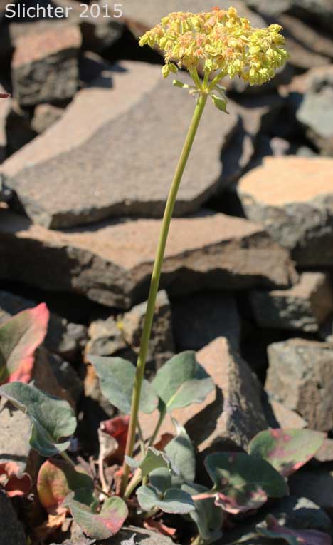 Arrowleaf Buckwheat, Heart-leaf Buckwheat, Northern Buckwheat: Eriogonum compositum var. compositum (Synonyms: Eriogonum compositum var. citrinum, Eriogonum compositum var. pilicaule, Eriogonum johnstonii, Eriogonum pilicaule)