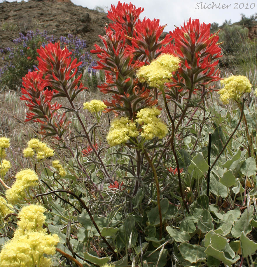 Desert Paintbrush (Castilleja chromosa) and Arrowleaf Buckwheat, Northern Buckwheat, Smooth Arrow-leaf Wild Buckwheat: Eriogonum compositum var. leianthum (Synonym: Eriogonum tolmieanum)