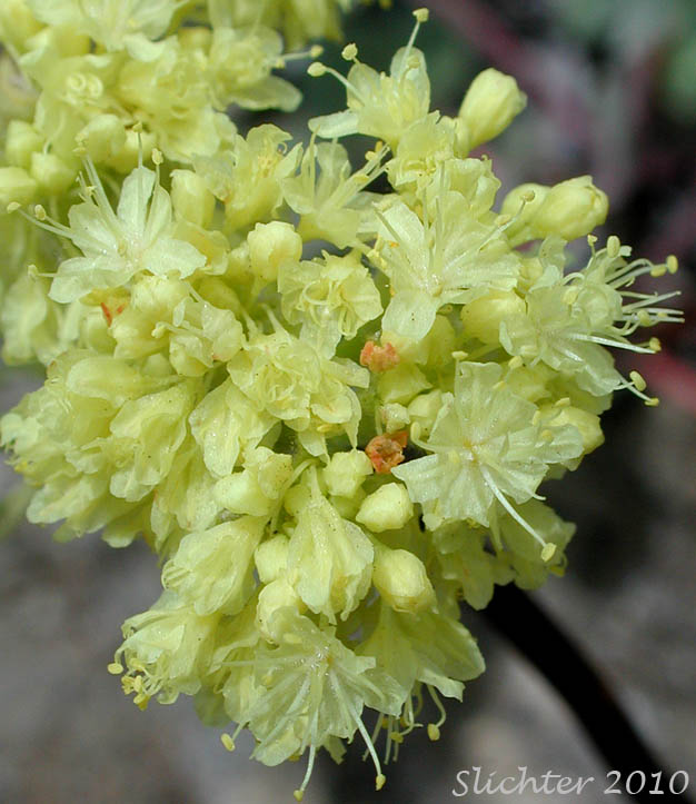 Inflorescence of Arrowleaf Buckwheat, Northern Buckwheat, Smooth Arrow-leaf Wild Buckwheat: Eriogonum compositum var. leianthum (Synonym: Eriogonum tolmieanum)