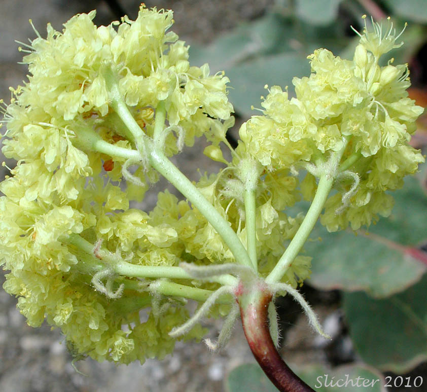 Inflorescence of Arrowleaf Buckwheat, Northern Buckwheat, Smooth Arrow-leaf Wild Buckwheat: Eriogonum compositum var. leianthum (Synonym: Eriogonum tolmieanum)