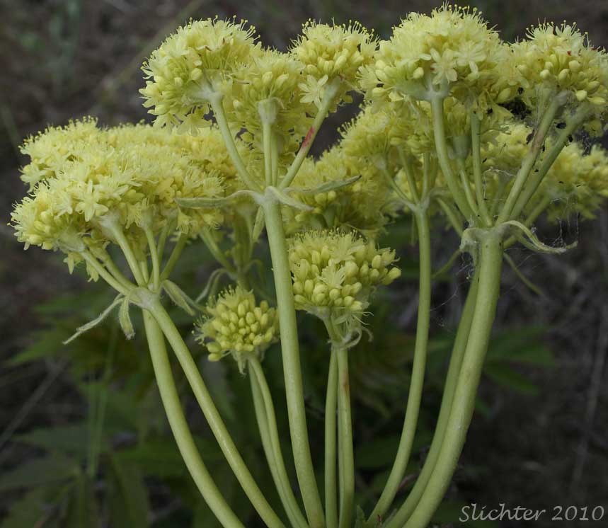 Close-up of the inflorescence of a yellow-flowered form of Arrowleaf Buckwheat, Heart-leaf Buckwheat, Northern Buckwheat: Eriogonum compositum var. compositum (Synonyms: Eriogonum compositum var. citrinum, Eriogonum compositum var. pilicaule, Eriogonum johnstonii, Eriogonum pilicaule)