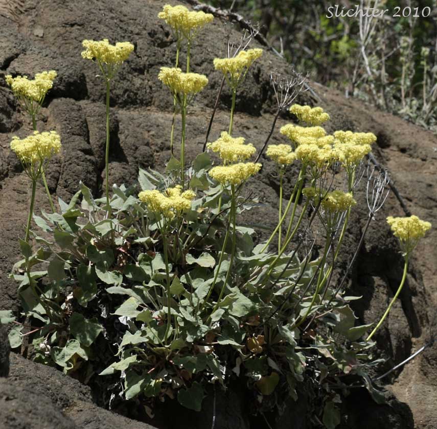 Arrowleaf Buckwheat, Heart-leaf Buckwheat, Northern Buckwheat: Eriogonum compositum var. compositum (Synonyms: Eriogonum compositum var. citrinum, Eriogonum compositum var. pilicaule, Eriogonum johnstonii, Eriogonum pilicaule)