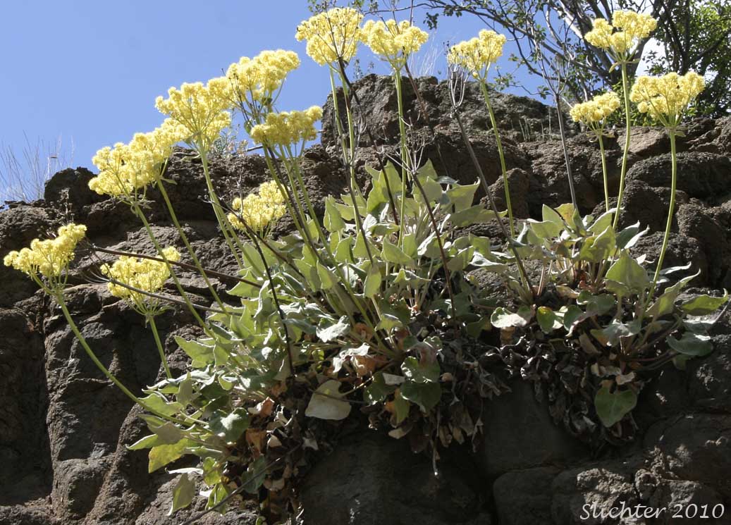 Arrowleaf Buckwheat, Heart-leaf Buckwheat, Northern Buckwheat: Eriogonum compositum var. compositum (Synonyms: Eriogonum compositum var. citrinum, Eriogonum compositum var. pilicaule, Eriogonum johnstonii, Eriogonum pilicaule)