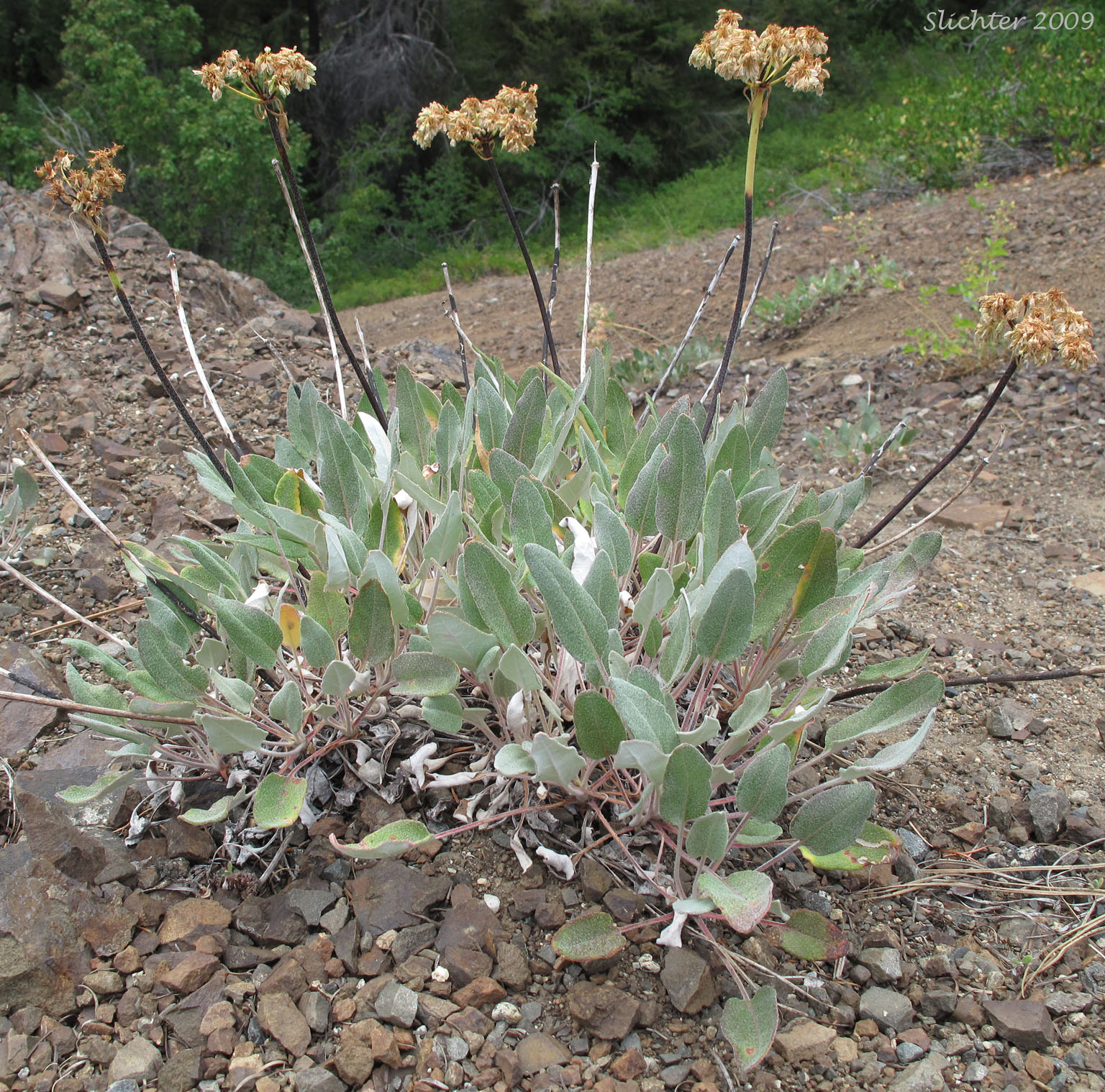 Heart-leaf Buckwheat, Northern Buckwheat: Eriogonum compositum var. lancifolium (Synonym: Eriogonum compositum ssp. lancifolium)