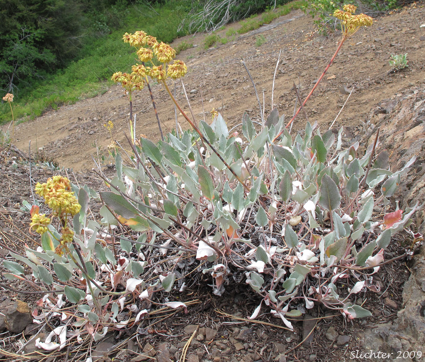 Heart-leaf Buckwheat, Northern Buckwheat: Eriogonum compositum var. lancifolium (Synonym: Eriogonum compositum ssp. lancifolium)