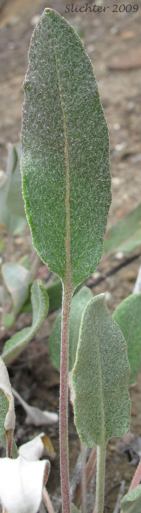 Leaf of Heart-leaf Buckwheat, Northern Buckwheat: Eriogonum compositum var. lancifolium (Synonym: Eriogonum compositum ssp. lancifolium)