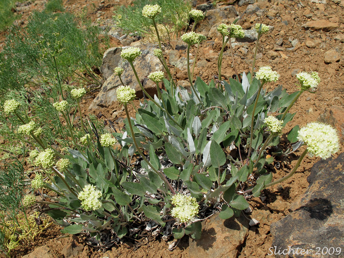 Heart-leaf Buckwheat, Northern Buckwheat: Eriogonum compositum var. lancifolium (Synonym: Eriogonum compositum ssp. lancifolium)