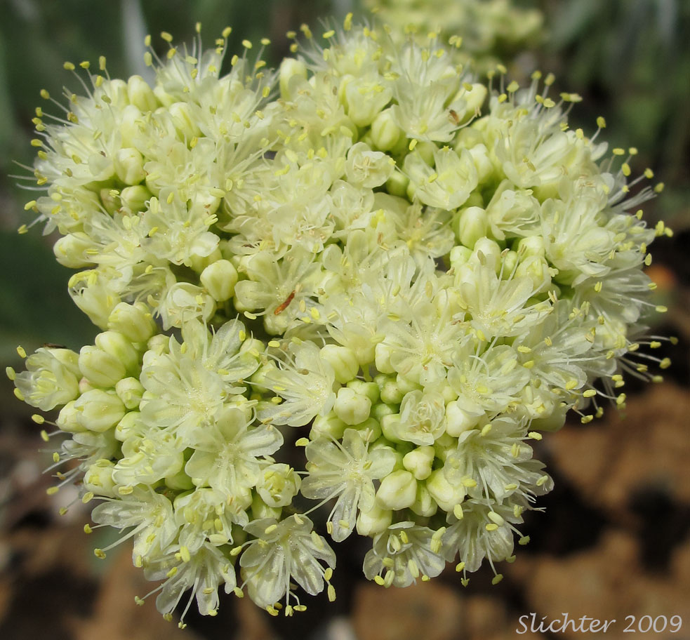 Inflorescence of Heart-leaf Buckwheat, Northern Buckwheat: Eriogonum compositum var. lancifolium (Synonym: Eriogonum compositum ssp. lancifolium)