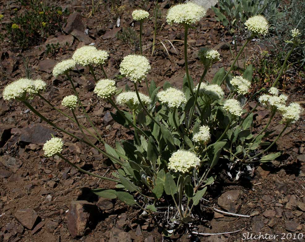 Heart-leaf Buckwheat, Northern Buckwheat: Eriogonum compositum var. lancifolium (Synonym: Eriogonum compositum ssp. lancifolium)