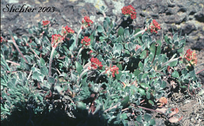 Bicolor Sulphur Flower, Sulphur Flower Buckwheat: Eriogonum umbellatum var. dichrocephalum (Synonyms: Eriogonum umbellatum ssp. aridum, Eriogonum umbellatum var. aridum)