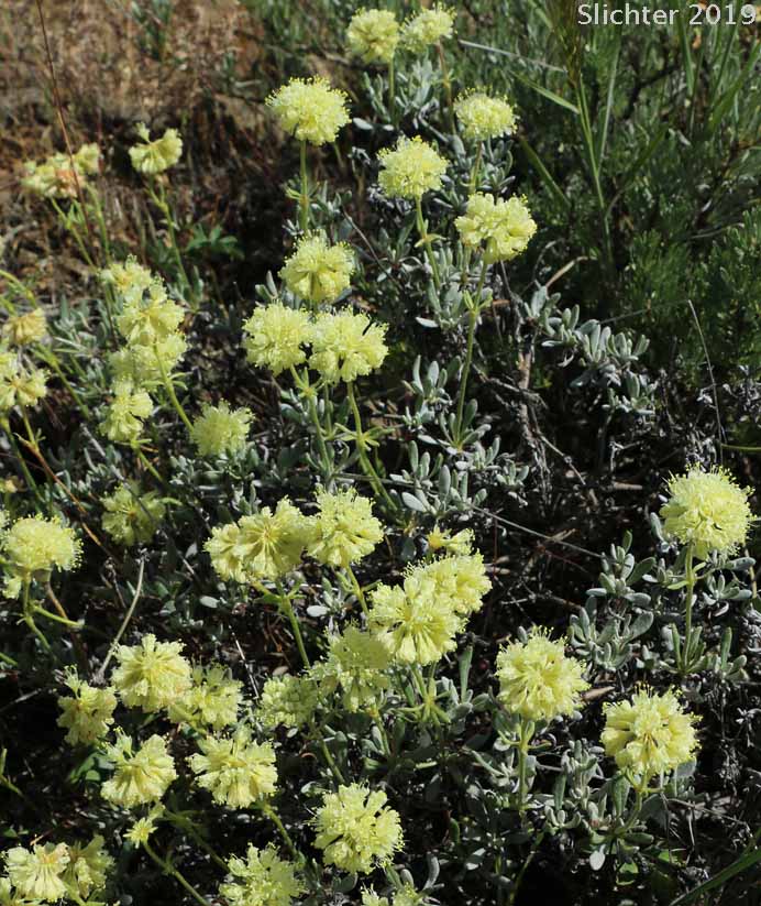 Douglas' Buckwheat: Eriogonum douglasii var. douglasii (Synonym: Eriogonum caespitosum var. douglasii)