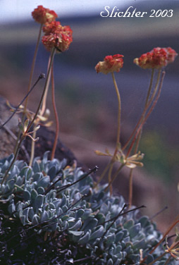 Douglas' Buckwheat: Eriogonum douglasii var. douglasii (Synonym: Eriogonum caespitosum var. douglasii)