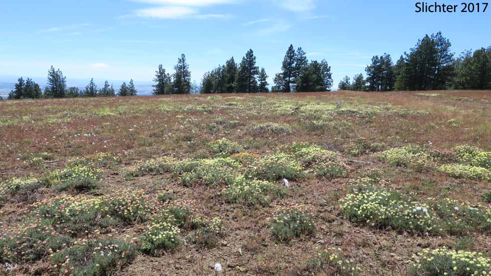 Habitat of Scabland Wild Buckwheat: Eriogonum sphaerocephalum var. sublineare (Synonyms: Eriogonum douglasii var. sublineare, Eriogonum douglasii var. tenue)