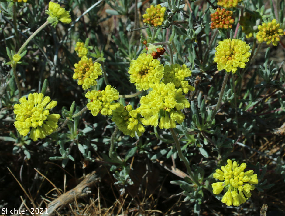 Scabland Wild Buckwheat: Eriogonum sphaerocephalum var. sublineare (Synonyms: Eriogonum douglasii var. sublineare, Eriogonum douglasii var. tenue)
