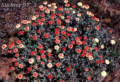 Scabland Wild Buckwheat: Eriogonum sphaerocephalum var. sublineare (Synonyms: Eriogonum douglasii var. sublineare, Eriogonum douglasii var. tenue)