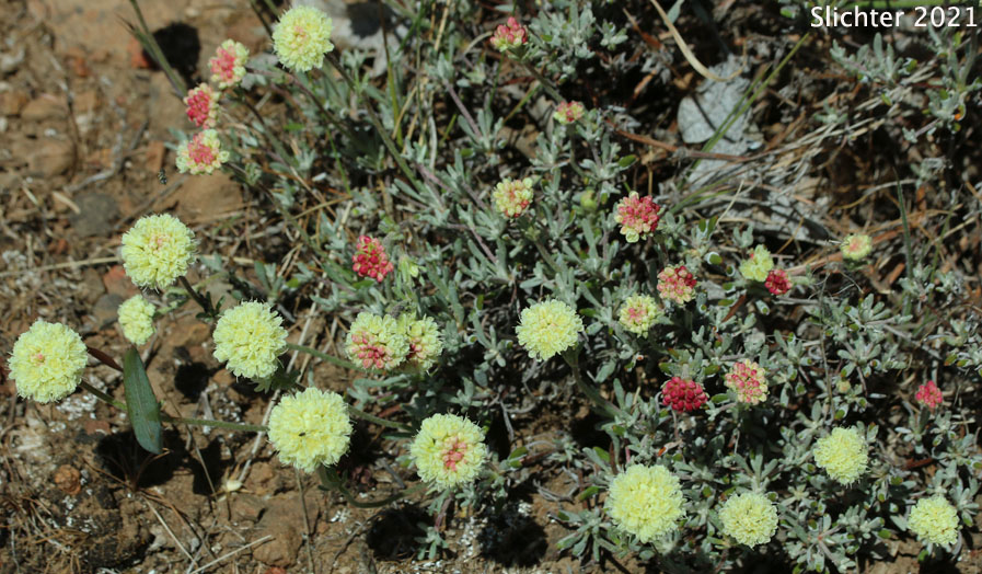Scabland Wild Buckwheat: Eriogonum sphaerocephalum var. sublineare (Synonyms: Eriogonum douglasii var. sublineare, Eriogonum douglasii var. tenue)