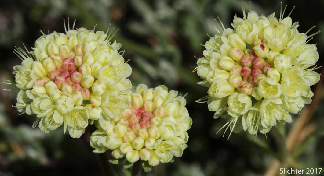 Inflorescences of Scabland Wild Buckwheat: Eriogonum sphaerocephalum var. sublineare (Synonyms: Eriogonum douglasii var. sublineare, Eriogonum douglasii var. tenue)