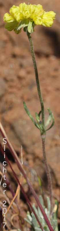 Scabland Wild Buckwheat: Eriogonum sphaerocephalum var. sublineare (Synonyms: Eriogonum douglasii var. sublineare, Eriogonum douglasii var. tenue)