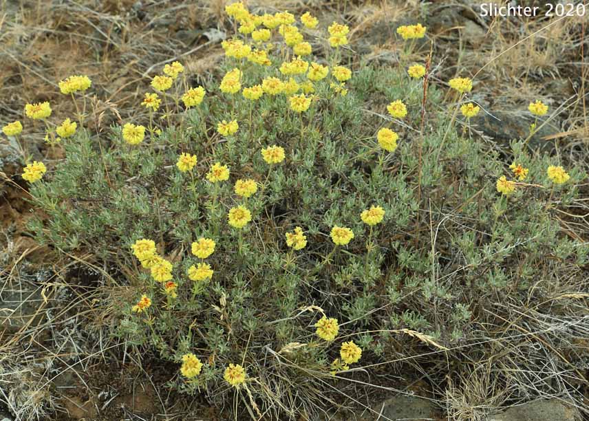 Scabland Wild Buckwheat: Eriogonum sphaerocephalum var. sublineare (Synonyms: Eriogonum douglasii var. sublineare, Eriogonum douglasii var. tenue)