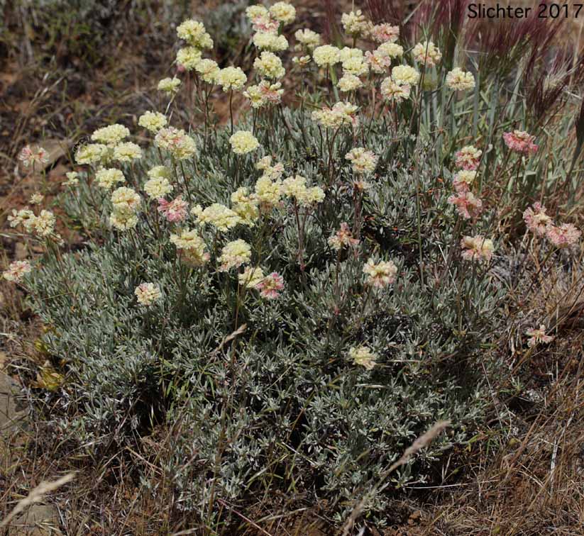Scabland Wild Buckwheat: Eriogonum sphaerocephalum var. sublineare (Synonyms: Eriogonum douglasii var. sublineare, Eriogonum douglasii var. tenue)