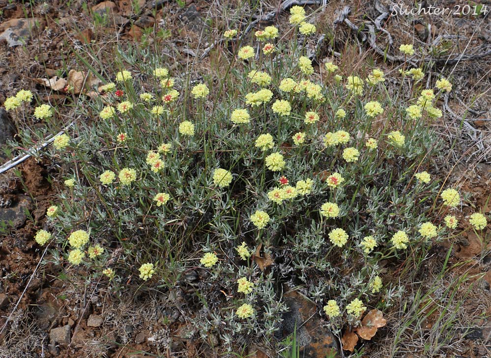 Scabland Wild Buckwheat: Eriogonum sphaerocephalum var. sublineare (Synonyms: Eriogonum douglasii var. sublineare, Eriogonum douglasii var. tenue)