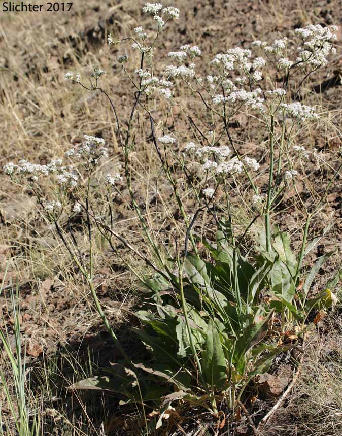 Tall Buckwheat, Tall Woolly Buckwheat, Rush Buckwheat: Eriogonum elatum var. elatum (Synonym: Eriogonum elatum var. limonifolium)