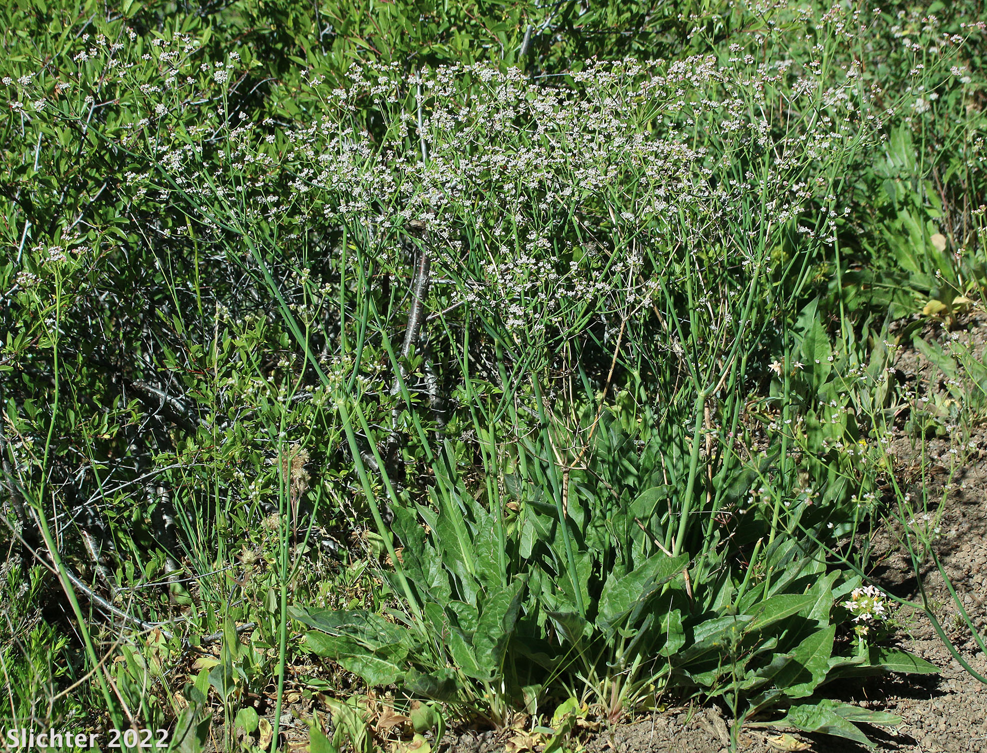 Tall Buckwheat, Tall Woolly Buckwheat, Rush Buckwheat: Eriogonum elatum var. elatum (Synonym: Eriogonum elatum var. limonifolium)