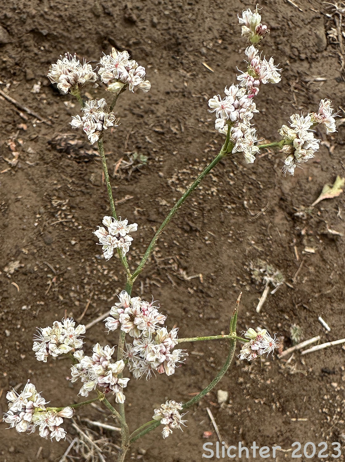 Inflorescence of a late-blooming Tall Buckwheat, Tall Woolly Buckwheat, Rush Buckwheat: Eriogonum elatum var. elatum (Synonym: Eriogonum elatum var. limonifolium)