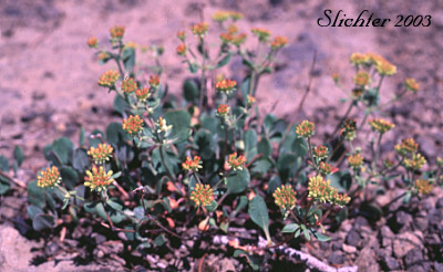 Sulphur Buckwheat, Sulphur Flower Buckwheat: Eriogonum umbellatum var. ellipticum (Synonyms: Eriogonum ellipticum, Eriogonum stellatum, Eriogonum umbellatum var. chrysanthum, Eriogonum umbellatum var. croceum, Eriogonum umbellatum ssp. stellatum, Eriogonum umbellatum var. stellatum)