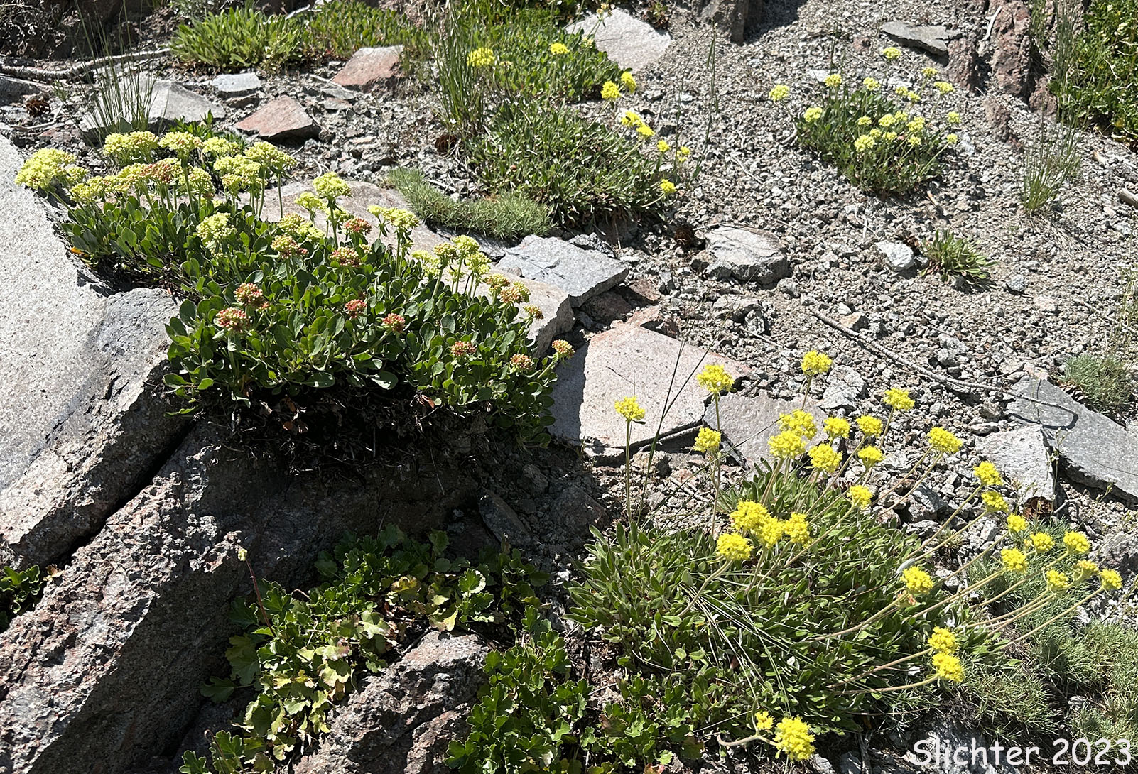 Piper's Buckwheat, Piper's Golden Buckwheat, Piper's Wild Buckwheat: Eriogonum flavum var. piperi (Synonyms: Eriogonum androsaceum, Eriogonum flavum ssp. piperi, Eriogonum flavum var. linguifolium, Eriogonum piperi)