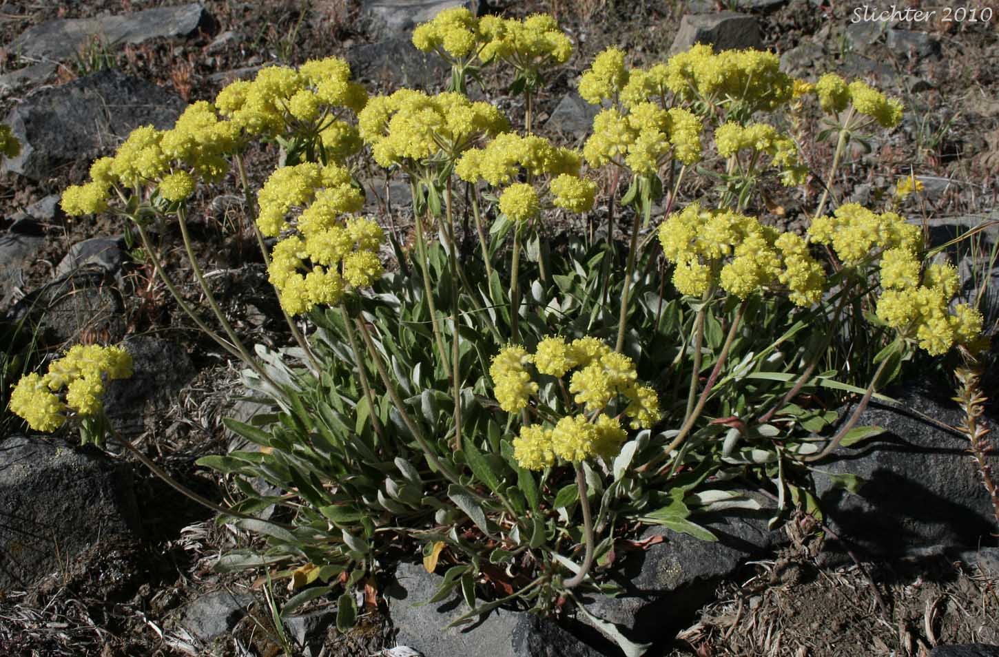 Piper's Golden Buckwheat: Eriogonum flavum var. piperi