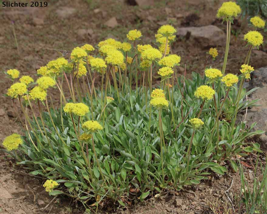 Piper's Buckwheat, Piper's Golden Buckwheat, Piper's Wild Buckwheat: Eriogonum flavum var. piperi (Synonyms: Eriogonum androsaceum, Eriogonum flavum ssp. piperi, Eriogonum flavum var. linguifolium, Eriogonum piperi)