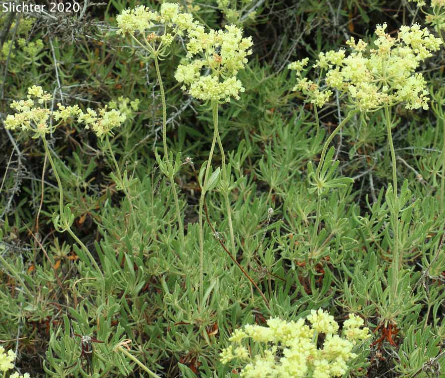 Wyeth Buckwheat, Parsnipflower Buckwheat, Parsnip-flower Buckwheat, Parsnip-flowered Eriogonum: Eriogonum heracleoides var. heracleoides (Synonym: Eriogonum heracleoides var. angustifolium)