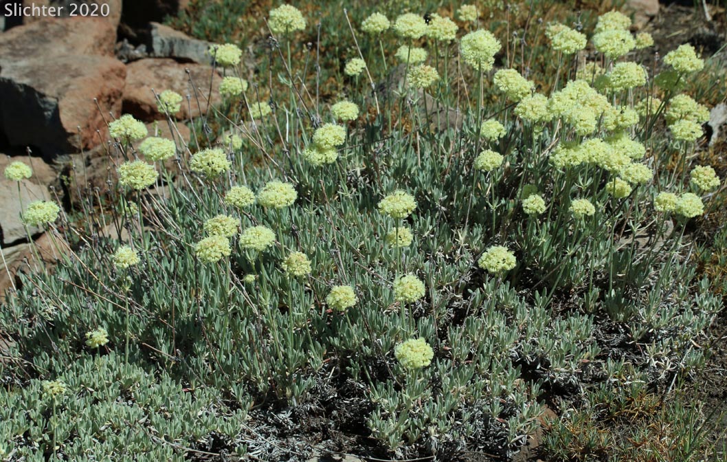 Wyeth Buckwheat, Parsnipflower Buckwheat, Parsnip-flower Buckwheat, Parsnip-flowered Eriogonum: Eriogonum heracleoides var. heracleoides (Synonym: Eriogonum heracleoides var. angustifolium)
