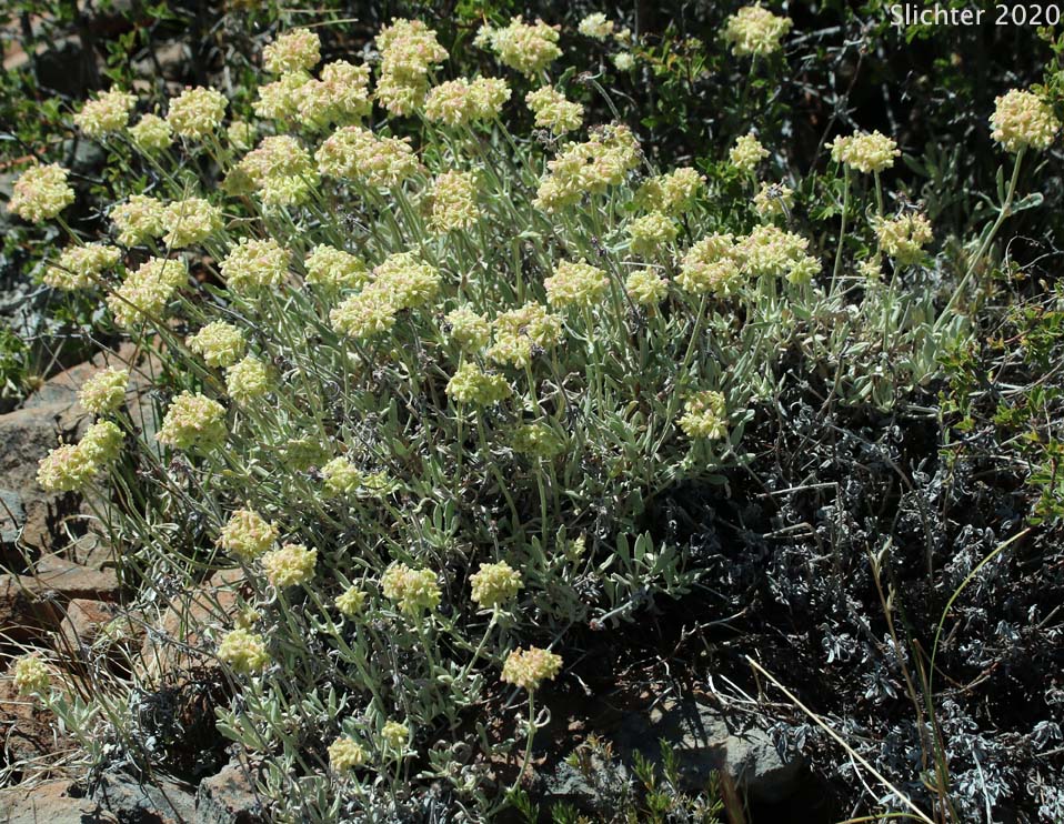 Wyeth Buckwheat, Parsnipflower Buckwheat, Parsnip-flower Buckwheat, Parsnip-flowered Eriogonum: Eriogonum heracleoides var. heracleoides (Synonym: Eriogonum heracleoides var. angustifolium)