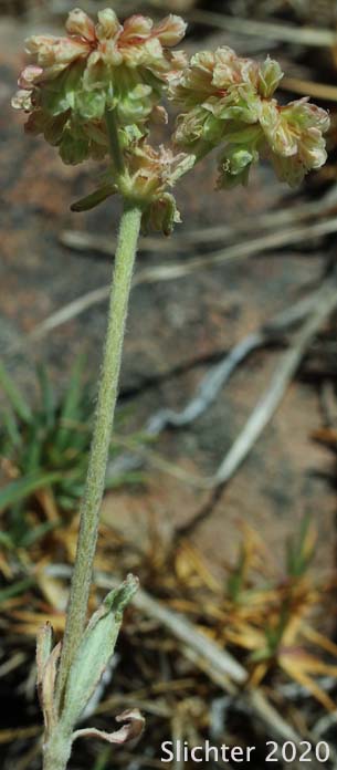Wyeth Buckwheat, Parsnipflower Buckwheat, Parsnip-flower Buckwheat, Parsnip-flowered Eriogonum: Eriogonum heracleoides var. heracleoides (Synonym: Eriogonum heracleoides var. angustifolium)