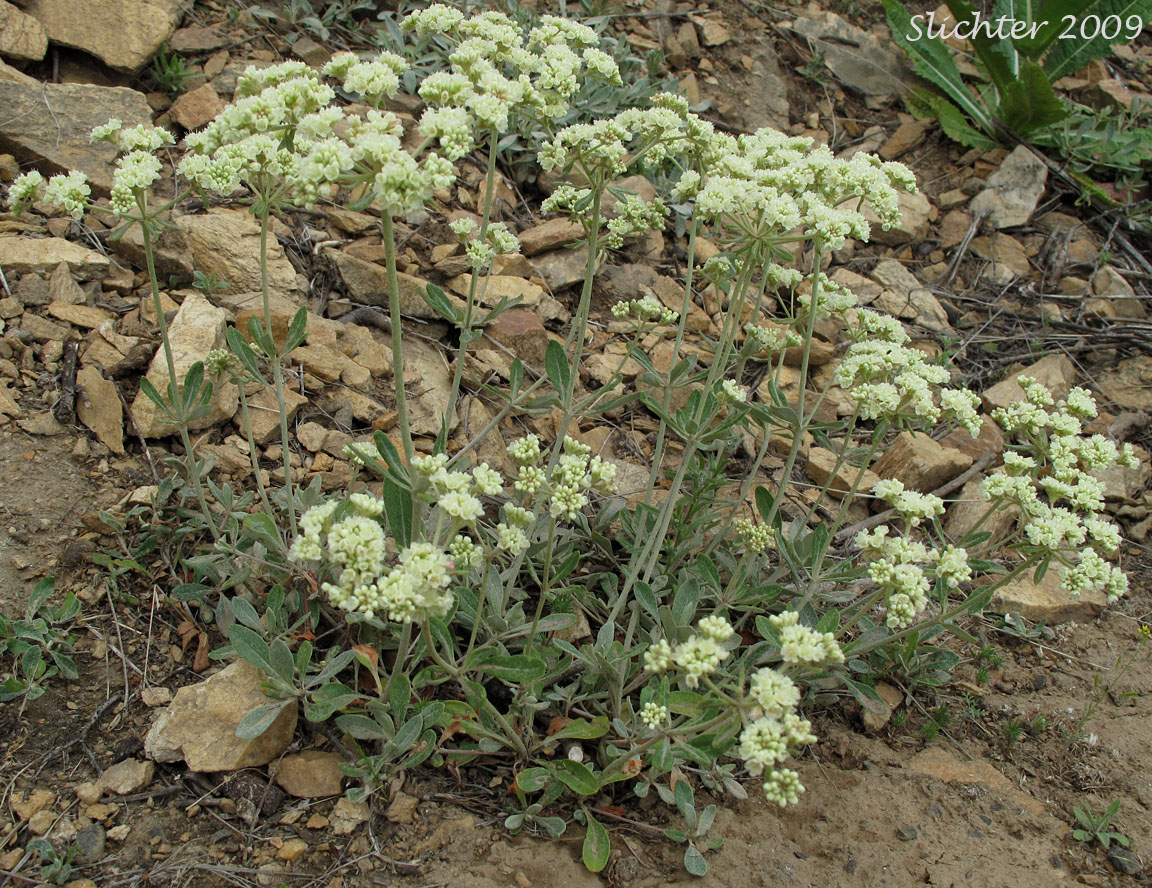 Wyeth Buckwheat, Parsnipflower Buckwheat, Parsnip-flower Buckwheat, Parsnip-flowered Eriogonum: Eriogonum heracleoides var. heracleoides (Synonym: Eriogonum heracleoides var. angustifolium)